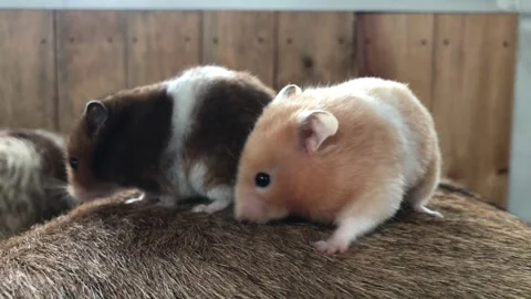 A small hamster playing on a goatskin stool Stock Footage 331011281