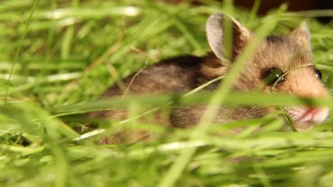 A small hamster pokes its muzzle out of the grass with curiosity. Stock Footage 246829078
