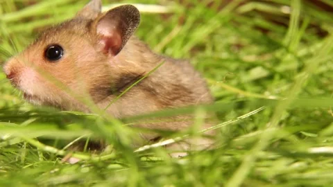 A small hamster pokes its muzzle out of the grass with curiosity. Stock Footage 248821731