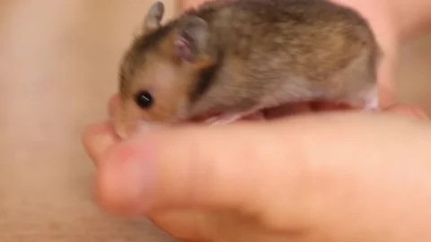 A small hamster runs through the hands of a person a person and a pet. Stock-Footage 246769181