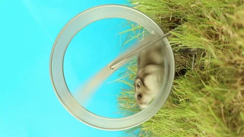 A small hamster runs very fast in a rodent wheel on a blue background and green Stock Footage 213458349