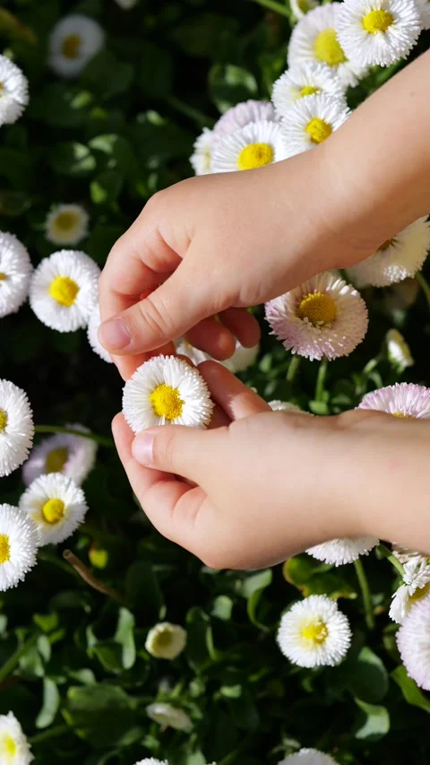 Small hands of child curiously touch colorful flowers blooming in green park Video stock 276235350