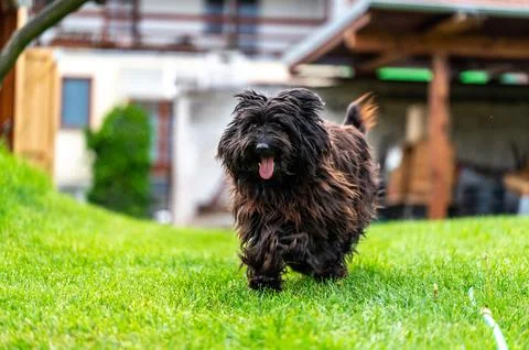 Small happy crossbreed dog is walking on grass in small garden. Stock-Fotos