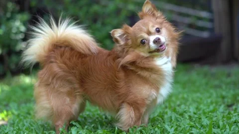 Small happy dog playing on grass when it feels doubt for sound of owner talking Video stock 138749082