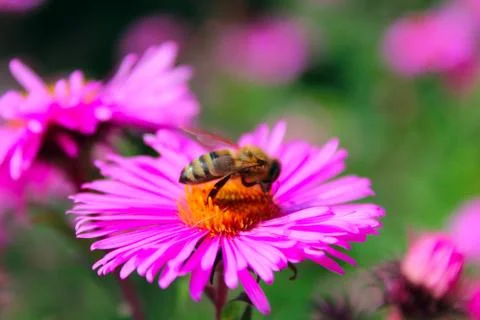 Small hardworking bee on the aster Stock Photos