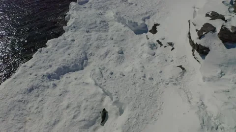 Small Harp Seal on ice Stock Footage 150831489