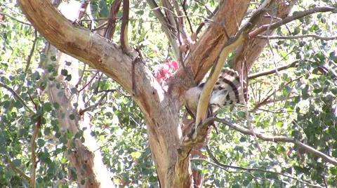 Small Hawk cleaning tail and eating prey bird V05352 Stock Footage 47857804