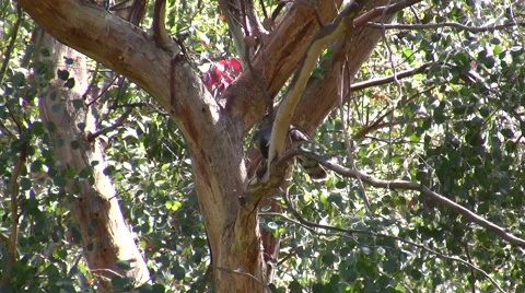 Small Hawk eating prey bird in tree reathers flying V05351 Stock Footage 47857792