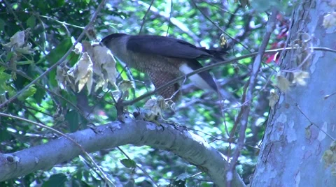 Small hawk eating prey on tree branch Stock Footage 47681722