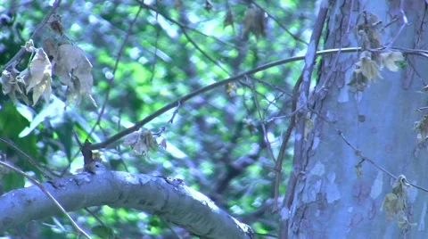 Small hawk flies away Stock Footage 47682370
