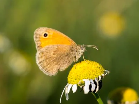 Small hay moth (Coenonympha pamphilus) in wild flowers. Stock Photos