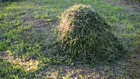 Small haystack cooked for rabbit Stock Footage 110834525