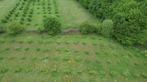 Small hazelnut trees Stock Footage 246709958