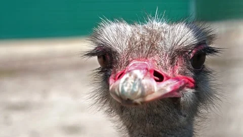 Small head and big beak of an African ostrich Stock Footage 197431827