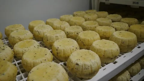 Small heads of soft cheese with nuts and spices on shelve in cheese factory Stock Footage 269121190