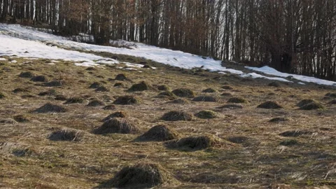 Small heaps of earth dug by a mole in a forest area. Stock Footage 172368105