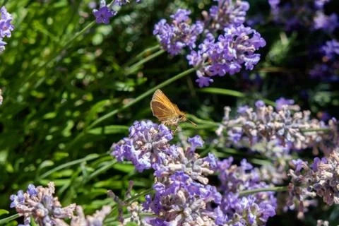 Small heath butterfly drinks nectar. Stock Photos