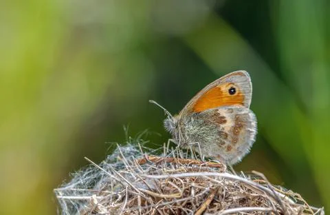 The Small Heath butterfly on a leaf Stock-Fotos