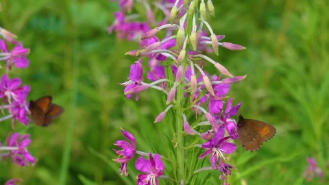 Small Heath Butterfly Perched on Purple Fireweed Flowers in a Summer Meadow Stock Footage 325378002
