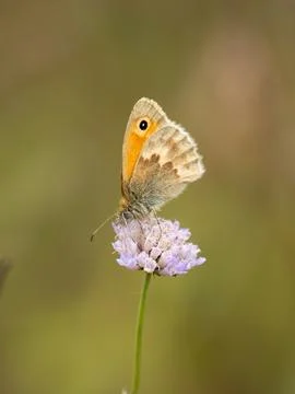 Small Heath Butterfly on a Scabious Stock Photos