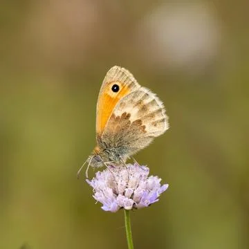 Small Heath Butterfly on a Scabious Stock Photos