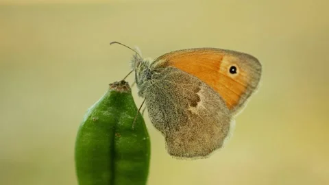 Small heath Coenonympha pamphilus butterfly sitting resting plant meadow Stock Footage 340075992