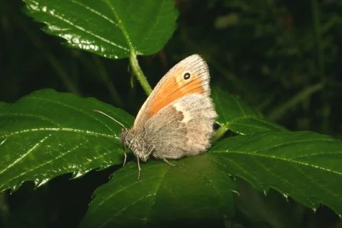 Small heath (coenonympha pamphilus) Foto stock