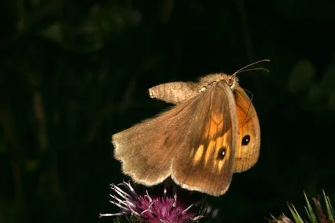 Small heath (coenonympha pamphilus) Stock Photos