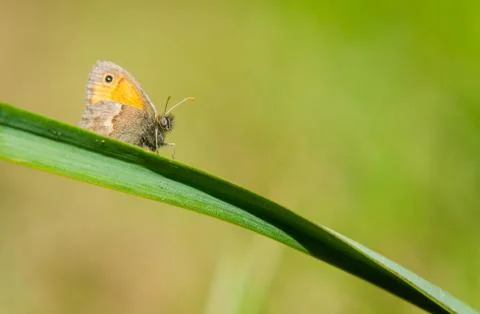 Small heath, Coenonympha pamphilus Stock Photos