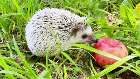 Small hedgehog and fallen apples on ground. Stock Footage 209500615