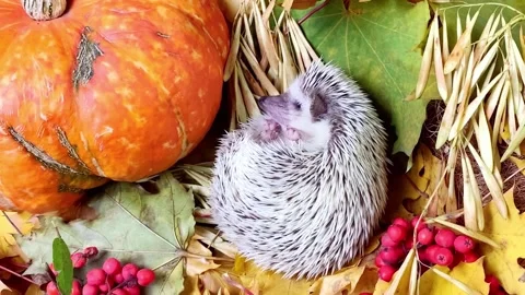 Small hedgehog and pumpkin on fallen autumn leaves Video stock 211649293