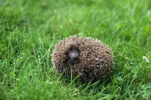 Small hedgehog in a ball Stock-Fotos