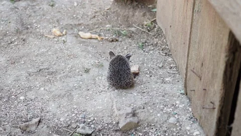 A small hedgehog with big ears eats meat while sitting on the ground. Stock Footage 220713427