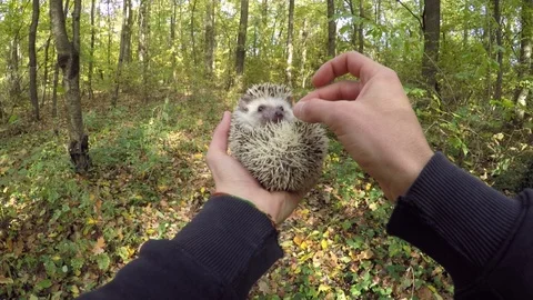 Small hedgehog eat worm in forest Stock Footage 106377286