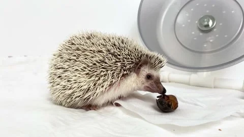 Small hedgehog eating big beetle Stock Footage 165976143