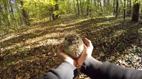 Small hedgehog enjoy in forest Stock Footage 106377140
