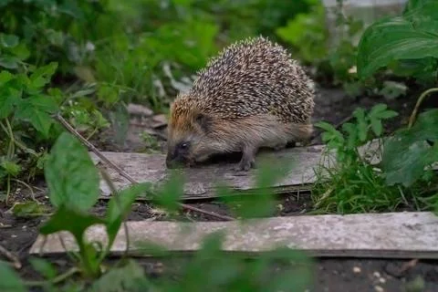 Small hedgehog explores green foliage and weathered wood Stock Photos
