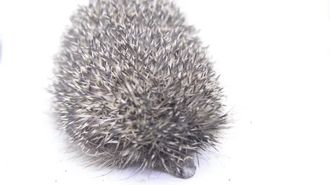 Small hedgehog Stock Footage 81019734