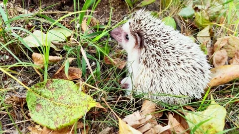 Small hedgehog in forest at autumn day. Stock Footage 202017181
