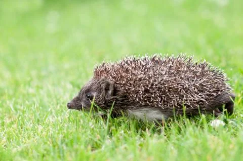 Small hedgehog in a grass Stock Photos