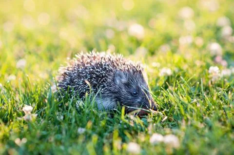 Small hedgehog in the grass Stock Photos