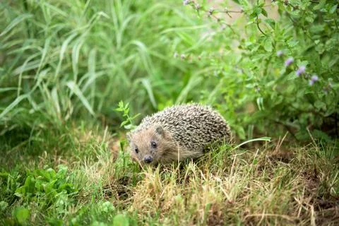 Small hedgehog in a grass Foto stock