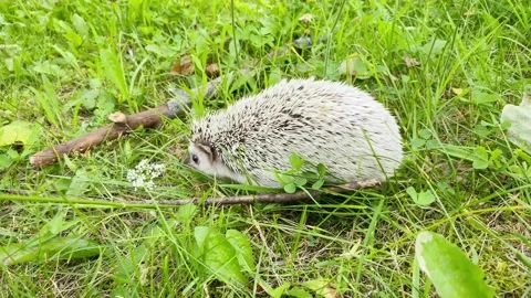 Small hedgehog on ground in forest. Stock Footage 205510141