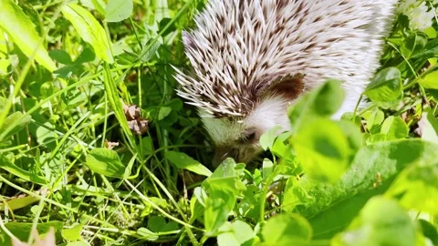 Small hedgehog on ground in forest.  Wildlife Stock Footage 209953736