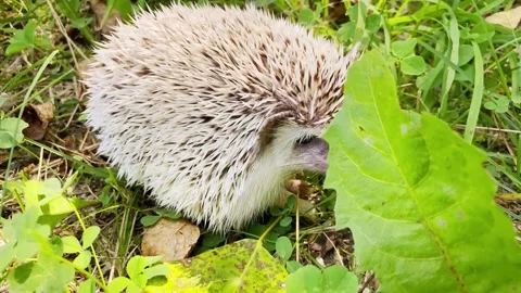 Small hedgehog on ground in park. Stock Footage 202180859