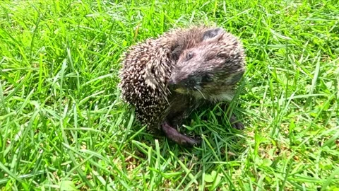 Small hedgehog licking itself on green grass in sunlight Stock Footage 319566305