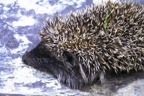 Small hedgehog in the nature, closeup Stock Photos