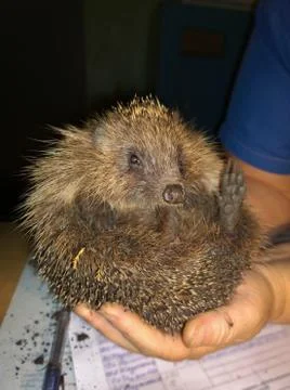 Small hedgehog ordinary Foto stock