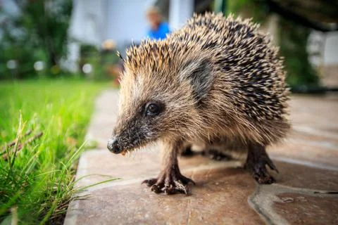 Small hedgehog Stock Photos