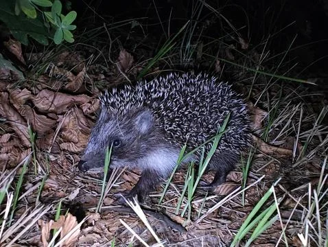 Small hedgehog Stock-Fotos
